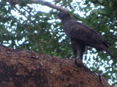 Nisaetus cirrhatus limnaeetus