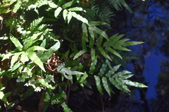 Blechnum ambiguum