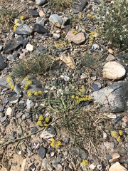 Bupleurum bicaule