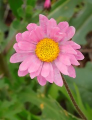 Rhodanthe chlorocephala