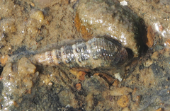 Batillaria zonalis