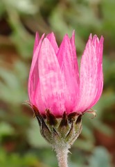 Rhodanthe chlorocephala