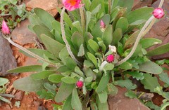 Rhodanthe chlorocephala