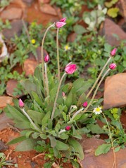 Rhodanthe chlorocephala