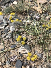 Bupleurum bicaule