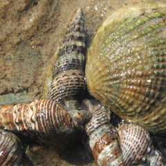 Batillaria zonalis