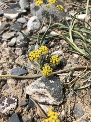 Bupleurum bicaule