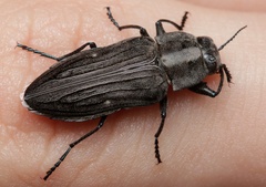 Merimna atrata
