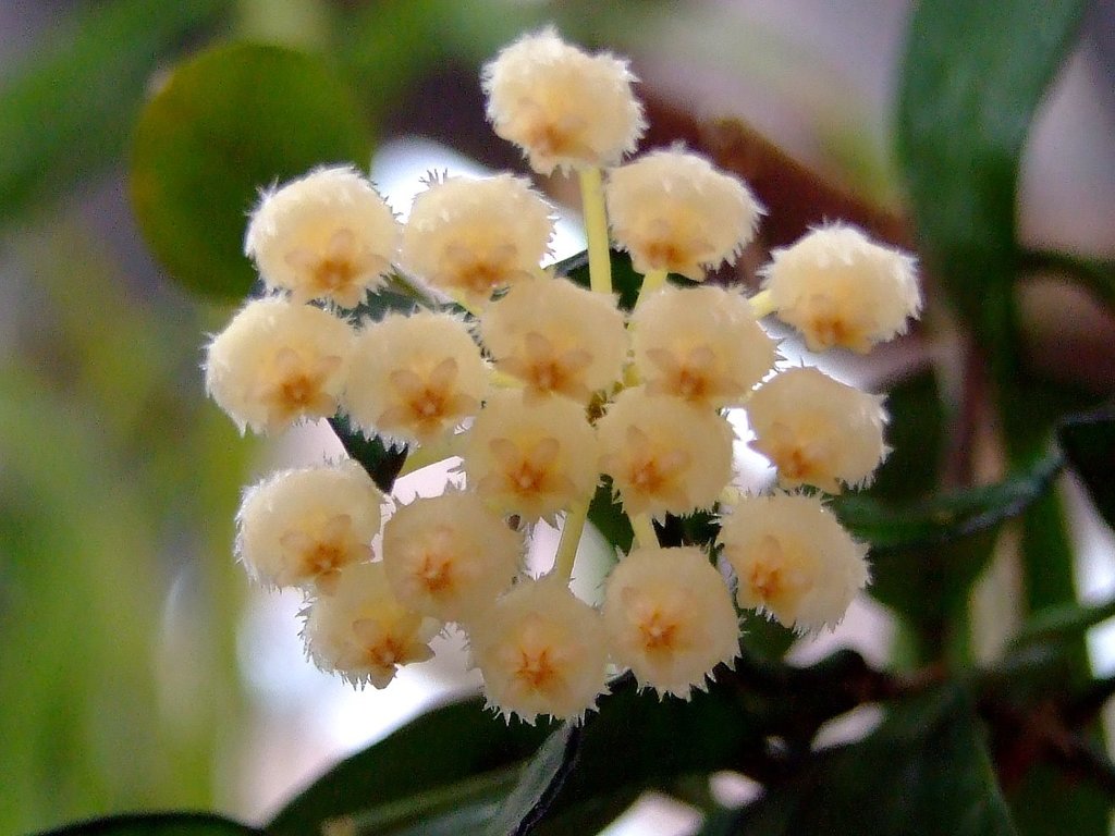 Hoya lacunosa — an easy houseplant, prefers partial sun light
