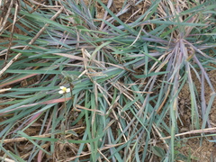 Sisyrinchium rosulatum