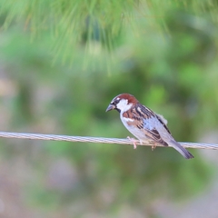 Passer domesticus