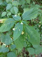 Impatiens parviflora