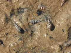 Batillaria zonalis
