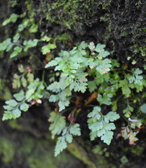 Dennstaedtia davallioides