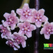 Hoya diversifolia - Photo (c) Ria Tan,  זכויות יוצרים חלקיות (CC BY-NC-SA)