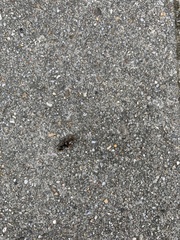 Lasius