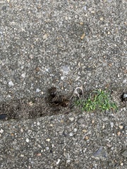 Lasius