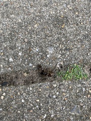Lasius
