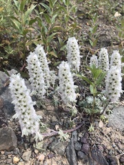 Lagopsis marrubiastrum