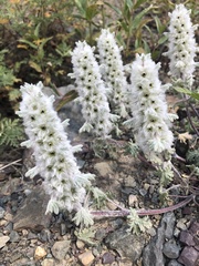 Lagopsis marrubiastrum