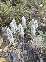 Lagopsis marrubiastrum