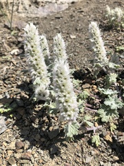 Lagopsis marrubiastrum