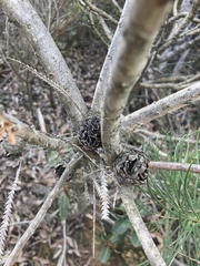 Banksia formosa