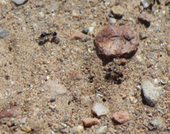 Monomorium ergatogyna