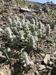 Lagopsis marrubiastrum