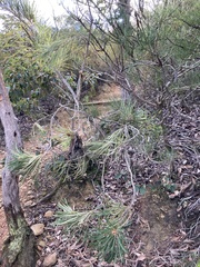 Banksia formosa