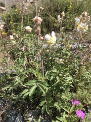 Farinopsis salesoviana