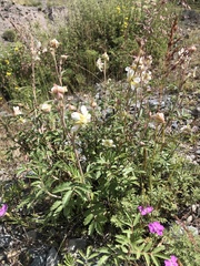 Farinopsis salesoviana