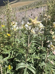 Farinopsis salesoviana