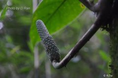 Rhaphidophora decursiva