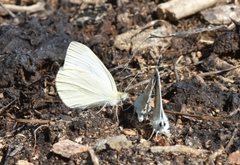 Pieris ergane
