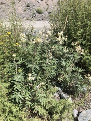 Farinopsis salesoviana