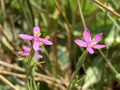 Zeltnera nevadensis