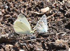 Pieris ergane