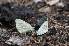 Pieris ergane