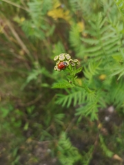 Harmonia axyridis