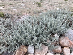 Artemisia rothrockii