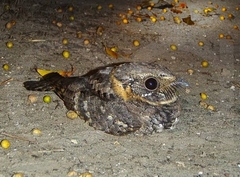 Buff-Collared Nightjar photo 3