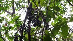 Gnetum montanum