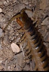 Scolopendra polymorpha