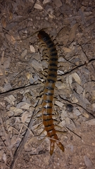 Scolopendra polymorpha
