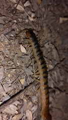Scolopendra polymorpha
