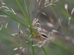Orthoptera