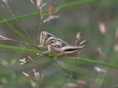 Orthoptera