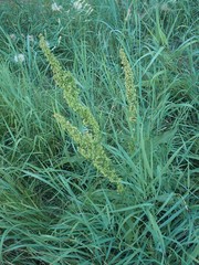 Rumex crispus