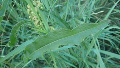 Rumex crispus